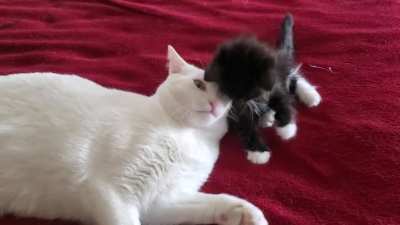 Foster mom will lick you, but you have to put yourself in front of her ?