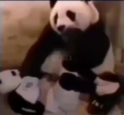 Animal Holup