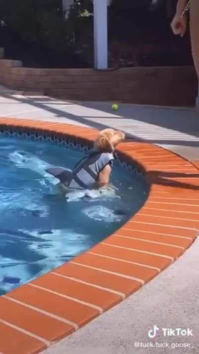 Baby shark