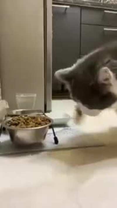 Bad kitty