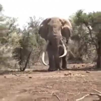 ? Worlds largest Elephant
