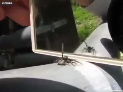 ? Spider doing the crab rave