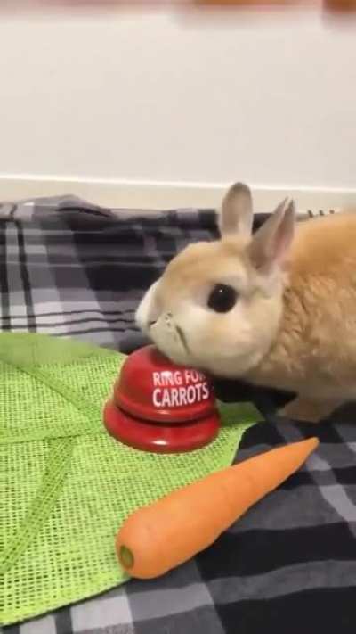 I want more carrots! ?
