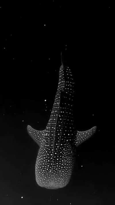 ? Whale Shark gliding through Bioluminescent Algae looks like its floating through space. By Mike Nulty
