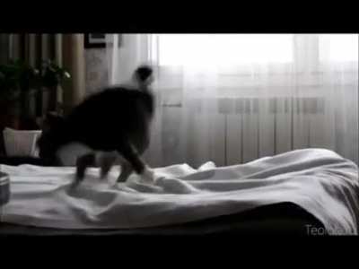 Crazy Cat