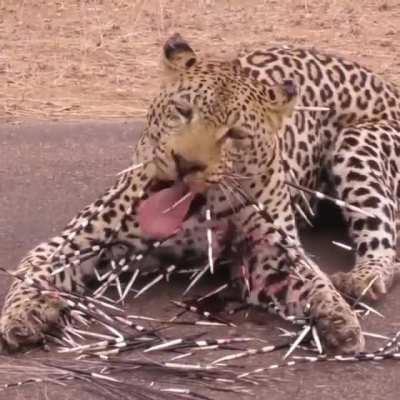 ? Leopard covered in quills after attacking a porcupine