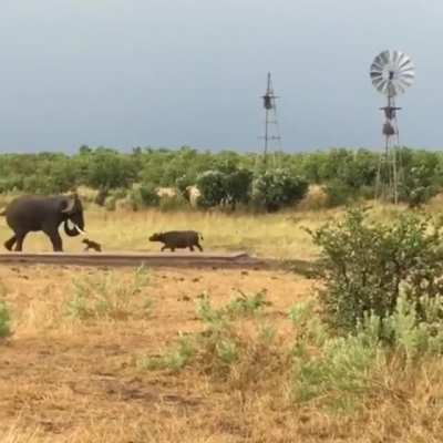 ? Elephant has no clue what to do when it gets charged by a baby water buffalo ?