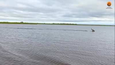 ? Race for the survival (crocodile chasing antelope in river)