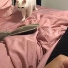 Beat Boxing Cat