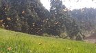 ? it's that time of the year for butterflies in Mexico ?