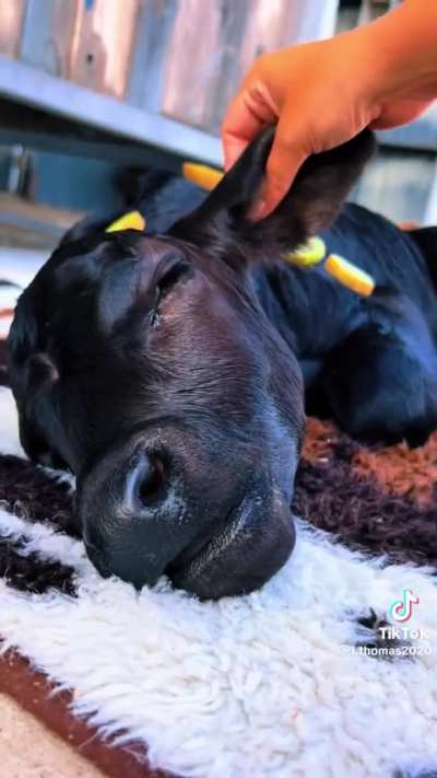 Calf gets a relaxing spa treatment