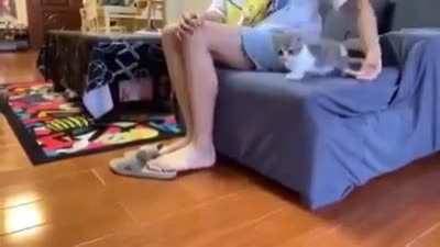 Poor cat