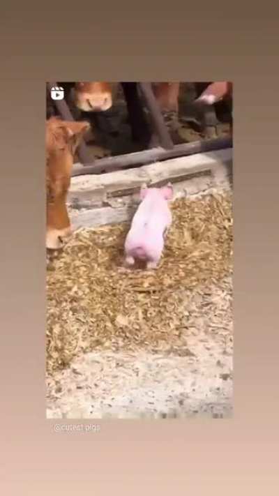 Jerk cow!!