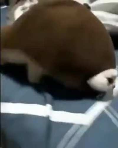 To be a turtle