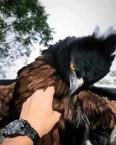? The Black-and-chestnut eagle is a beast