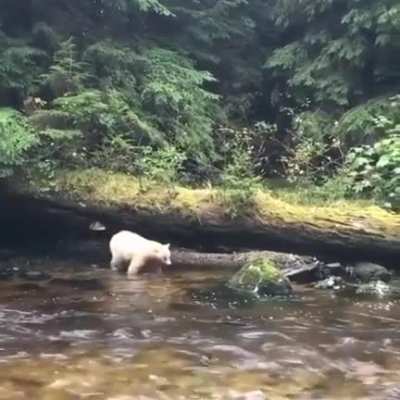 ? A beautiful Spirit bear walking along a river in the Pacific Northwest ?