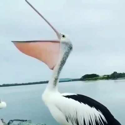 ? Yawning of Pelican