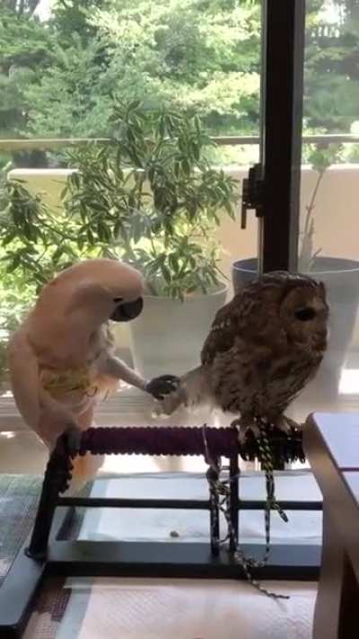 "Hello. Nice to meet you. Nice feather you got there."