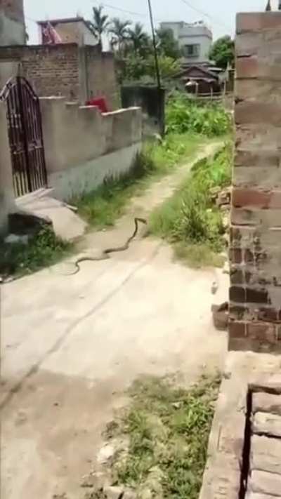 Snake carries the slipper away after being attacked with it. ?