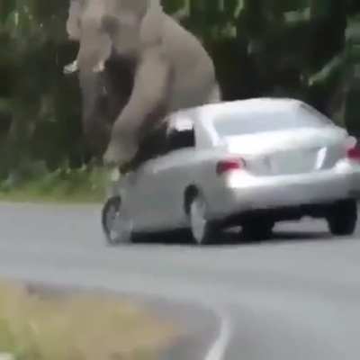 What will you do when you’re itchy and you’re an elephant? ?