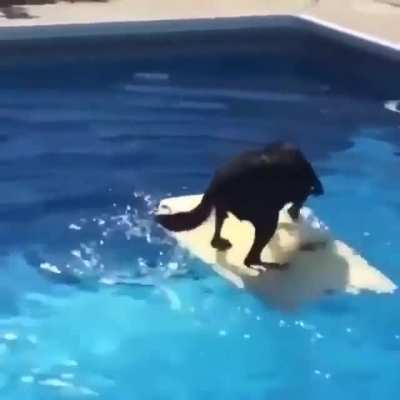 Doggo doesn't wanna get wet, so he figures out another way to get his ball.