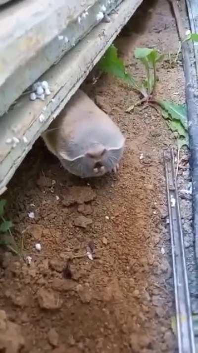 WTF is this creature?