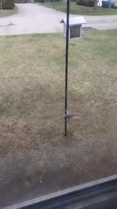 It's a bird feeder damn it