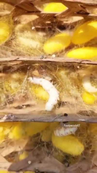 How silk is made