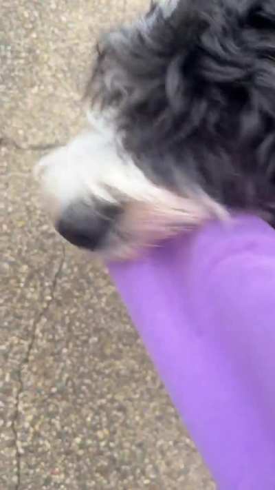 8 month old bernedoodle Kash likes to “take me” outside