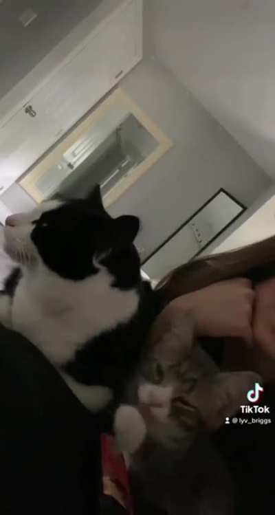 Watch my two cats become best friends ?