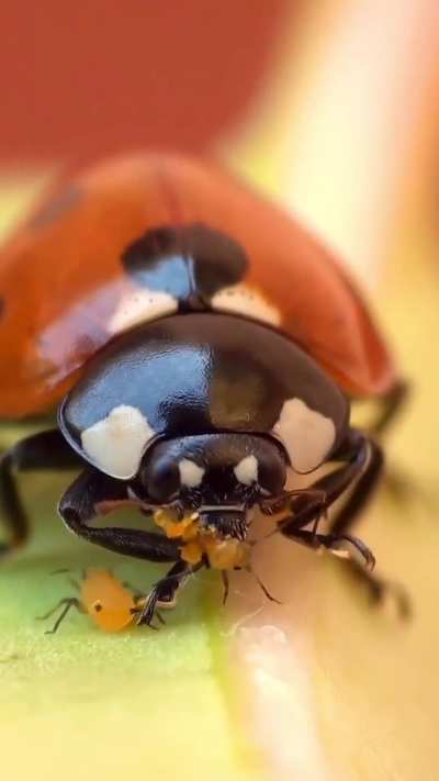 ?Ladybirds (Coccinellidae) are voracious aphid feeders. An adult will eat 50 or more aphids a day