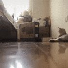 Kitten Drifting