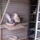 This cock got a hard spanking