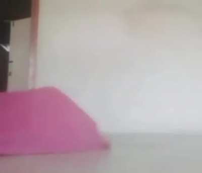 Aww... That's a cute cat AUGH!!!