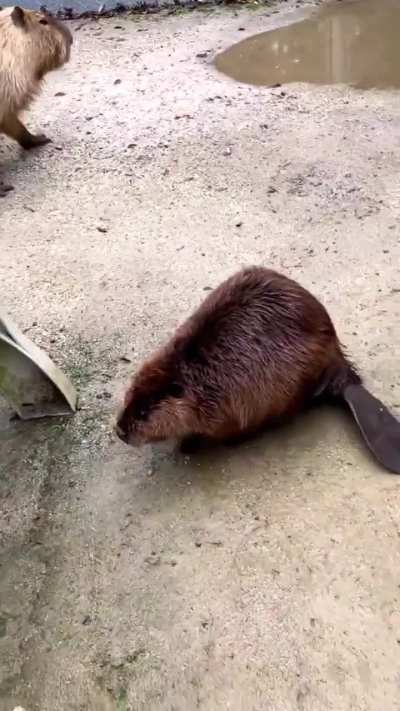 ?Capybara step on a beavers tail.