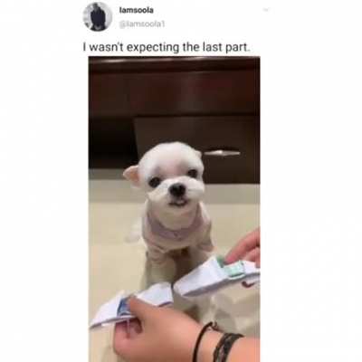 I need this dog.
