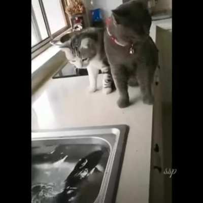 fish who eat cat!