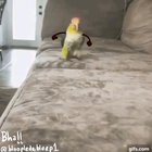 Bird with arms