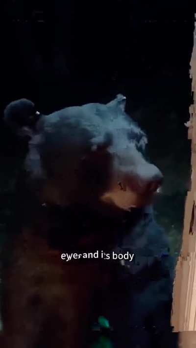 I didn't knew bear can be so friendly!