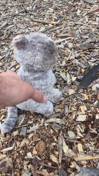 The cat saw nothing