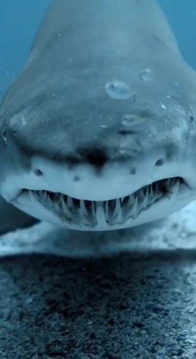 ? Face To Face With A Shark.