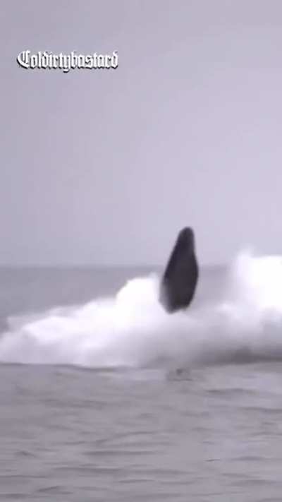 Do whale really have that THING?