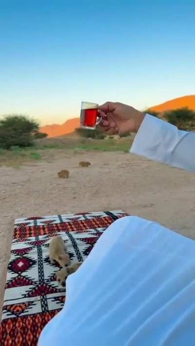 Hyrax love to drink tea