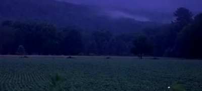 ? Fireflies lighting up a rural Pennsylvania field