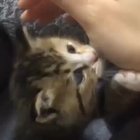 The betrayal...