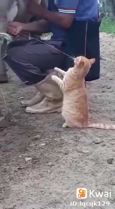 I bet this cat can even do a straw.
