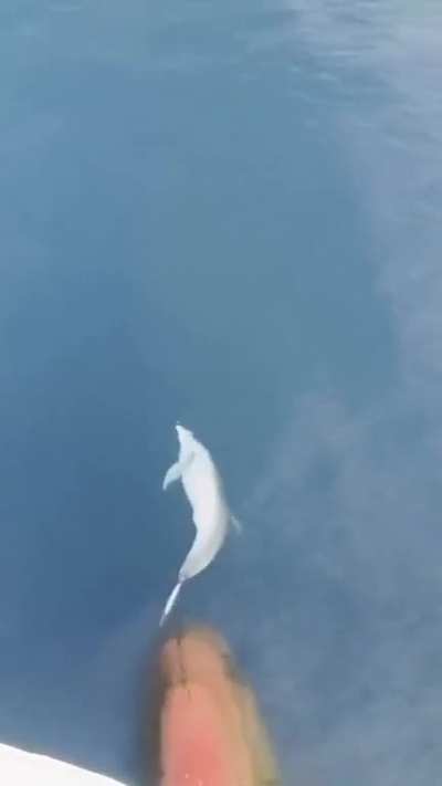 A Dolphin riding an underwater pressure wave caused by water displacement