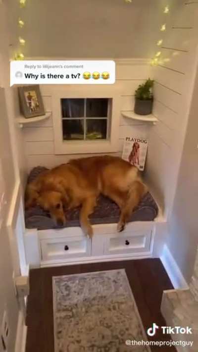 Making an apartment for your dog