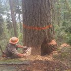 Logging is dangerous work