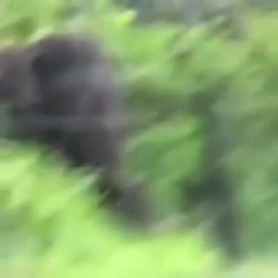 ? Elephant testing if the fence is electrified before breaking it ?